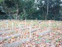 Montans 17-11-2018-033